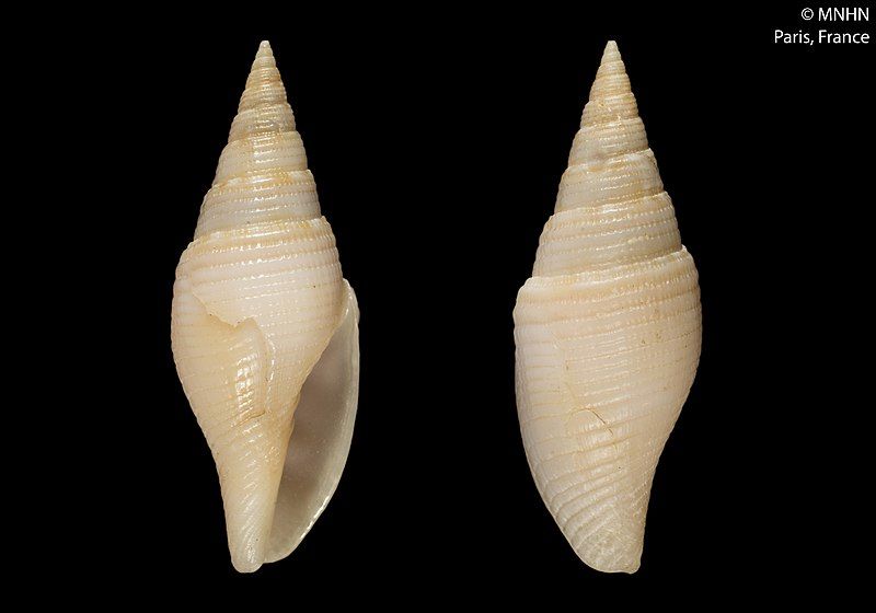 File:Imbricaria nadayaoi (MNHN-IM-2000-30264).jpeg