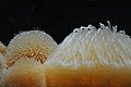 Sea anemone