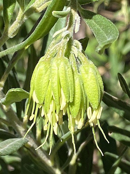 File:Leionema viridiflorum.jpg