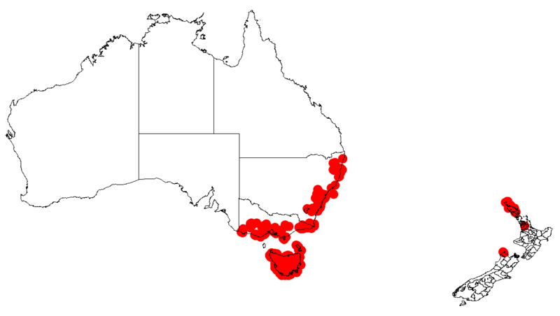 File:Lepidosperma filiformeNZAusMap26.png