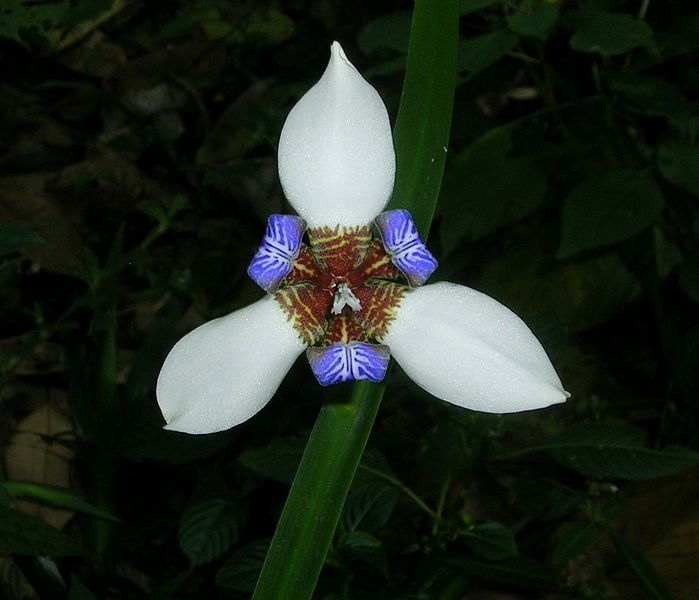 File:Lily flower.jpg