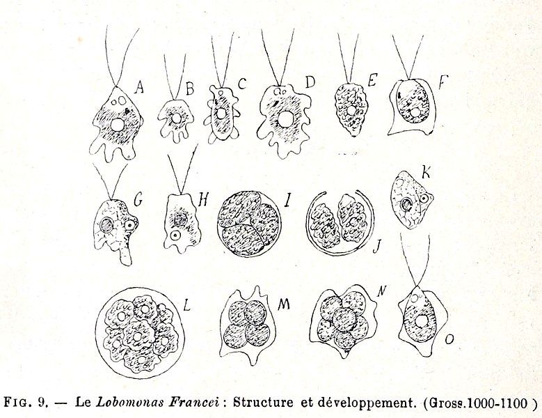 File:Lobomonas francei.jpg