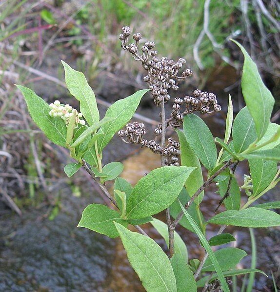 File:Lyonia ligustrina.jpg