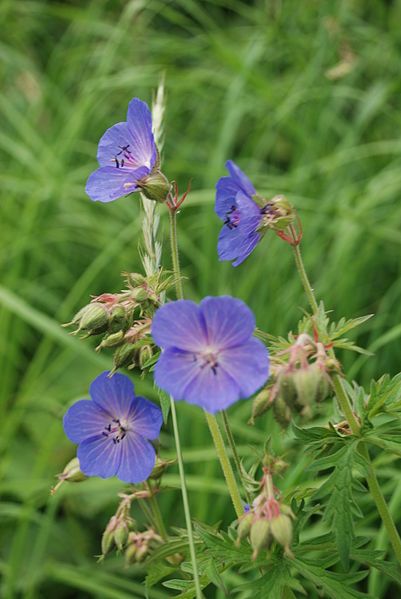 File:Meadow Cranesbill.jpg