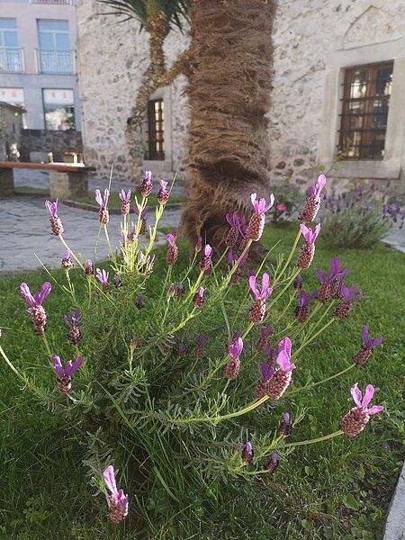 File:Mostar Lavender bush.jpg