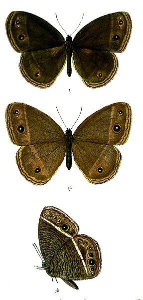 File:Mycalesis misenus 70.jpg