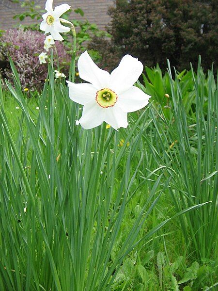 File:Narcissus poeticus 'Recurvus'02.jpg