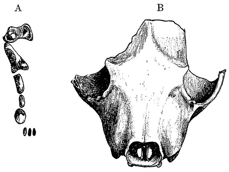 File:Neovison macrodon skull.jpg