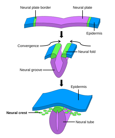 File:Neural crest.svg