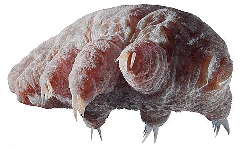 Orsten Tardigrade