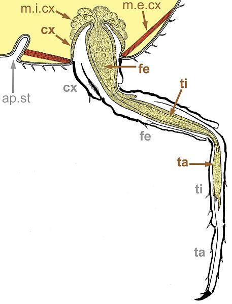 File:Orthezia-pes-secundolarva.jpg