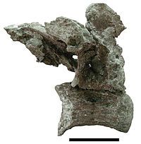 Dorsal vertebra of Paludititan