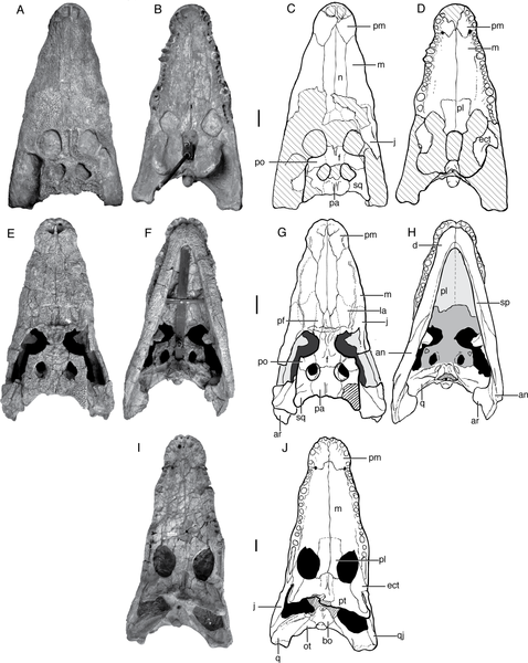 File:Paralligator Skulls.png