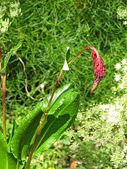 Flowers and leaves