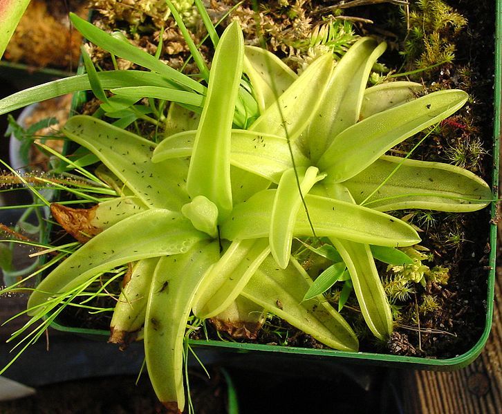 File:Pinguicula lutea.jpg