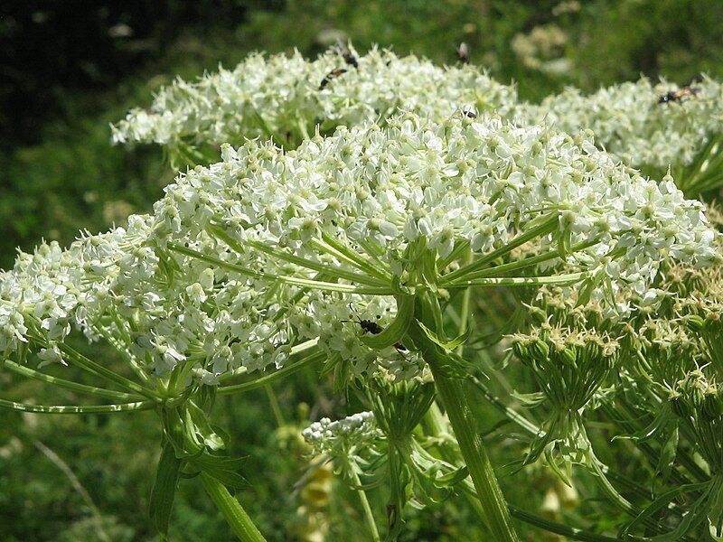 File:Pleurospermum austriacum004.jpg