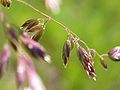 Closeup of flowers