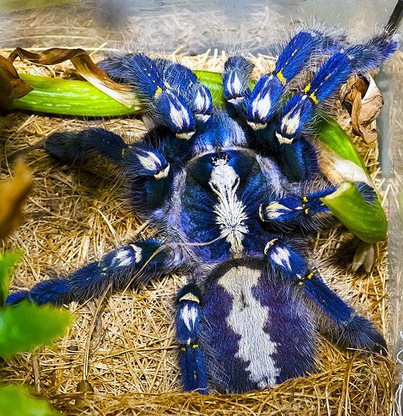 File:Poecilotheria metallica.jpg