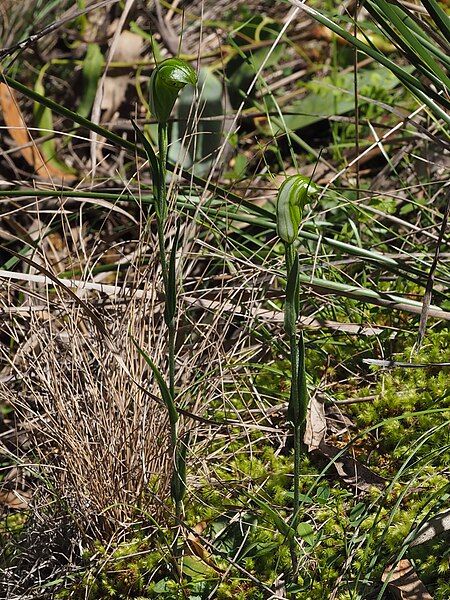 File:Pterostylis obtusa habit.jpg