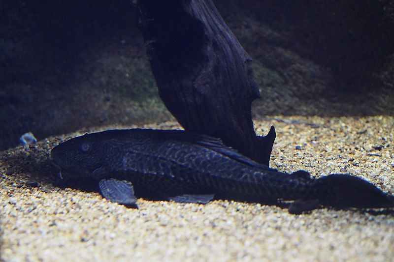 File:Pterygoplichthys disjunctivus (16037457256).jpg