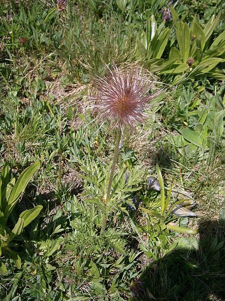 File:Pulsatilla alpina fruit01.jpg