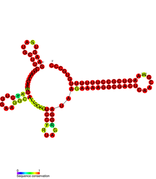 STnc250 Hfq binding RNA: Predicted secondary structure taken from the Rfam database. Family RF01409.