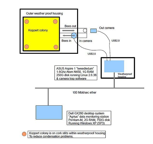 File:Rana schema.jpg