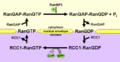 Schematic representation of the Ran GTPase cycle