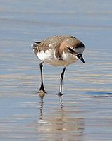 Red-capped Plover