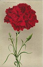 Red Carnation