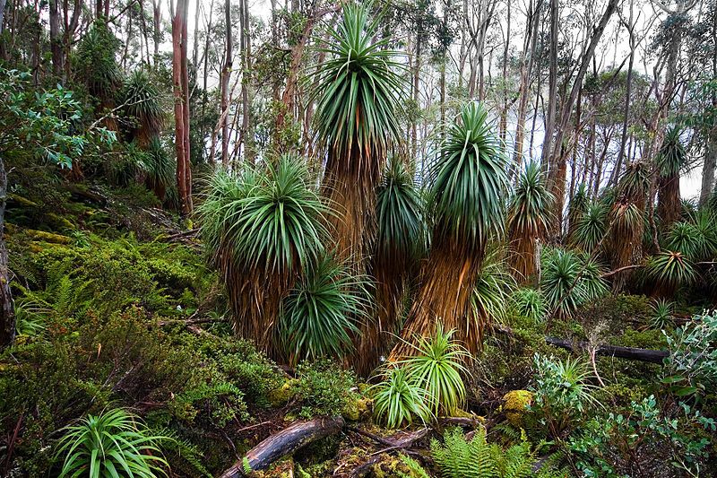 File:Richea pandanifolia.jpg