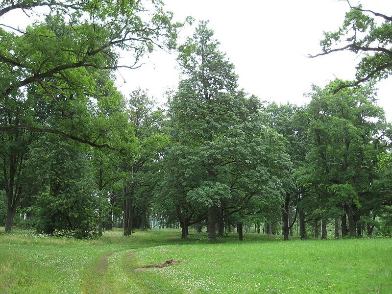 File:Rongu-moisapark.JPG