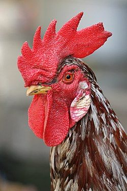 Comb and wattle of a rooster