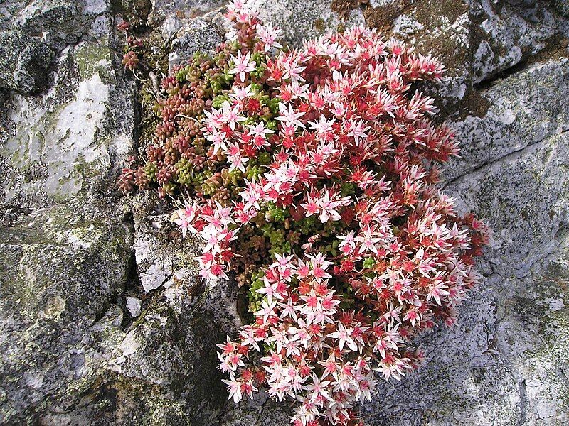 File:Sedum anglicum.jpg