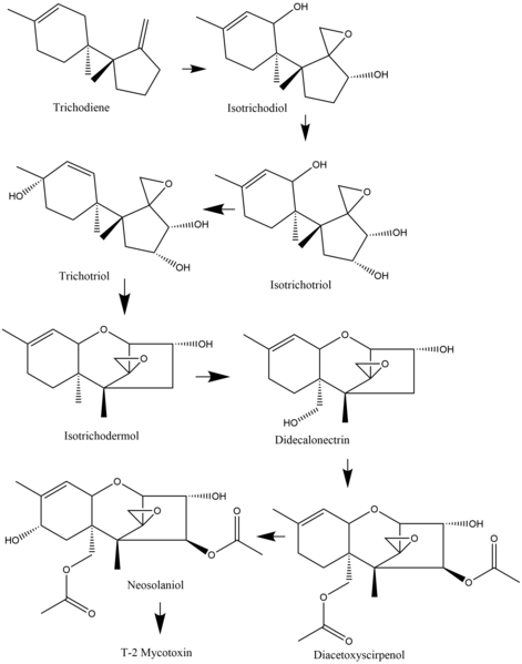 File:T-2 Mycotoxin Biosynthesis.png