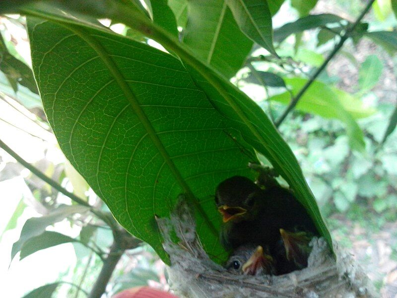 File:Tailorbird baby.jpg