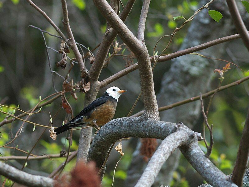 File:Taiwan Thrush 1161.jpg