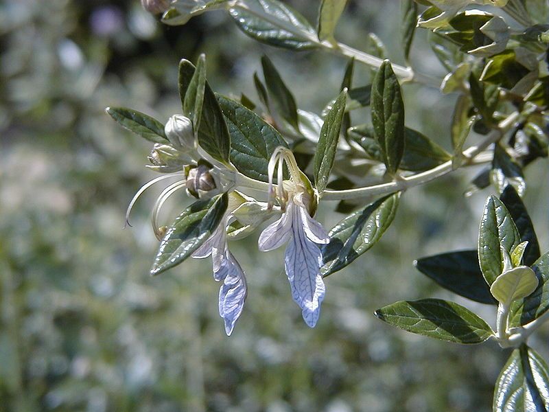 File:Teucrium fruticans RJB.jpg