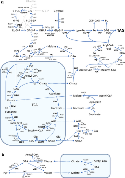 File:Thraustochytrid Metabolism.webp