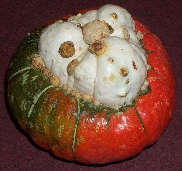 File:Turban squash.JPG