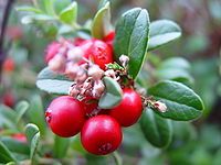 Ripe lingonberries