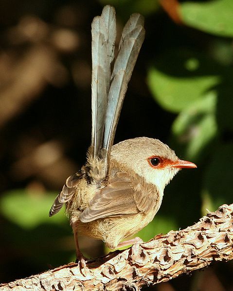 File:Variegated Fairy-wren female.jpg