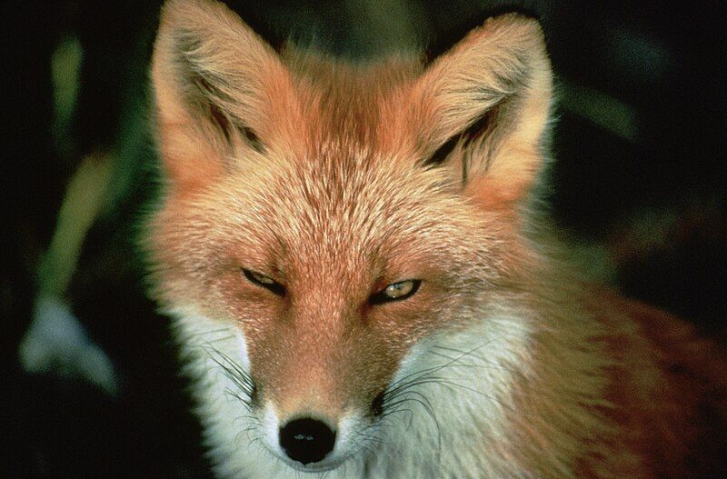 File:Vulpes vulpes face.jpg