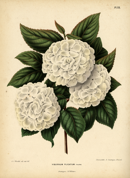 File:WitteHeinrichFlora1868-022-Viburnum plicatum.png