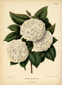 Viburnum plicatum, idem, [1868]