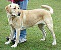 Labrador Retriever