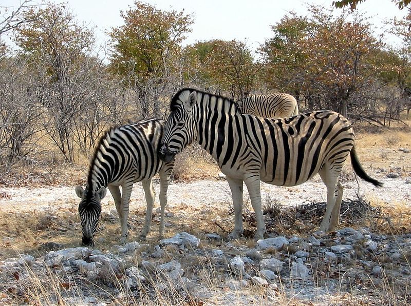 File:Zebras etoscha.jpg