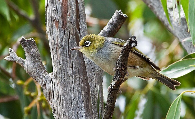 File:Zosterops lateralis -Tasmania-8.jpg