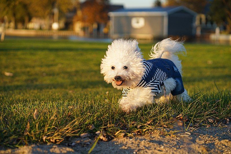 File:16yearoldbichonfrise.jpg