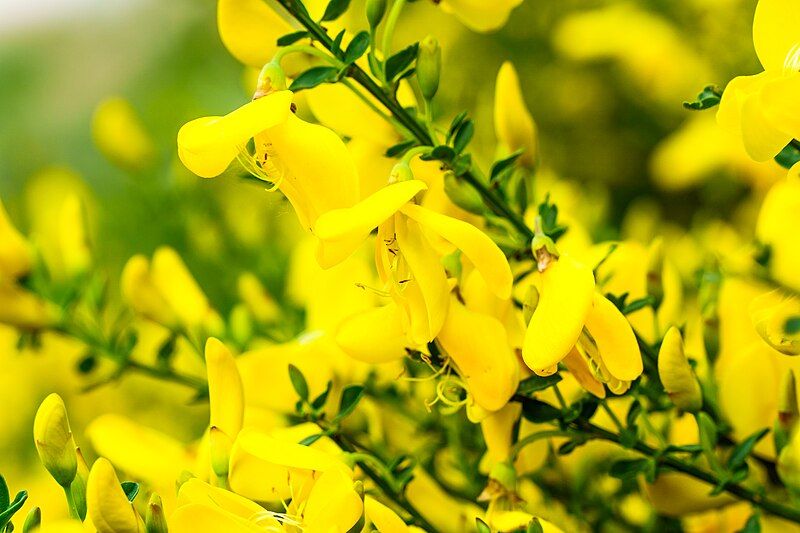 File:20190529 Cytisus scoparius.jpg